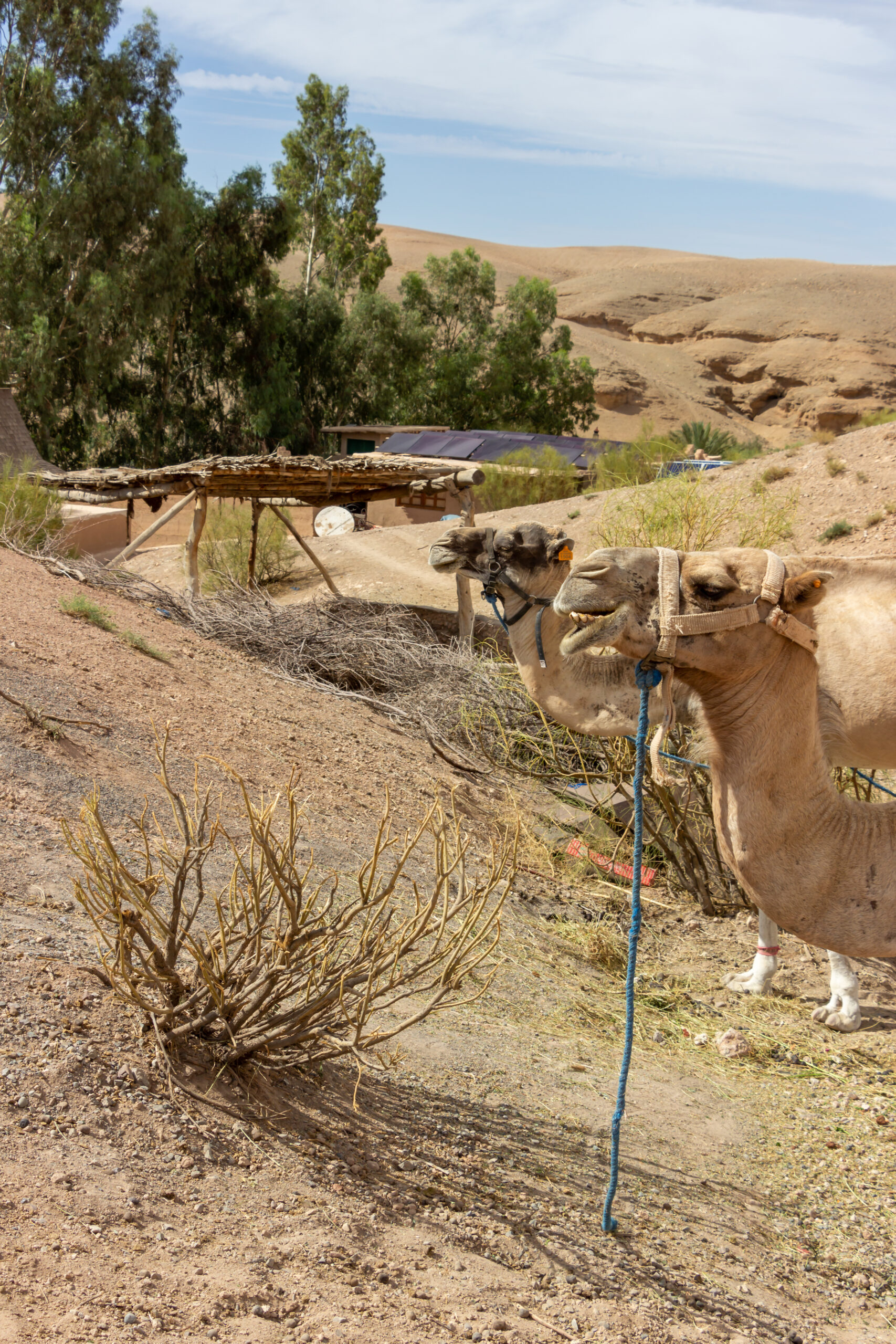 Marrakech, the ocher city